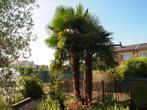 palmbomen., Jardin & Terrasse, 250 à 400 cm, Plein soleil, Printemps, Enlèvement