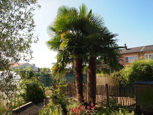 palmbomen., Jardin & Terrasse, Plantes | Arbres, Palmier, 250 à 400 cm, Plein soleil, Printemps, Enlèvement