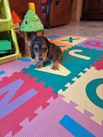 Langharige dwergteckel pups, België, CDV (hondenziekte), 8 tot 15 weken, Dwerg