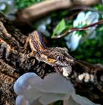 Gargoyle gecko (nakweek oktober 2023), Animaux & Accessoires, Reptiles & Amphibiens
