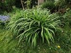 leliegras, Tuin en Terras, Planten | Tuinplanten, Ophalen, Vaste plant, Siergrassen, Halfschaduw