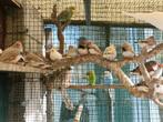 Diverse vogels, Dieren en Toebehoren, Vogels | Overige Vogels