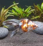 Sluierstaarten. Sluierstaart. Ryukin