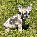 Franse Bulldog pups met stamboom, CDV (hondenziekte), Meerdere, Bulldog, 8 tot 15 weken