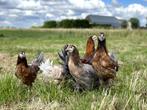 Prachtige araucana kippen met staart, gesekst en ingeënt, Dieren en Toebehoren, Pluimvee, Vrouwelijk, Kip