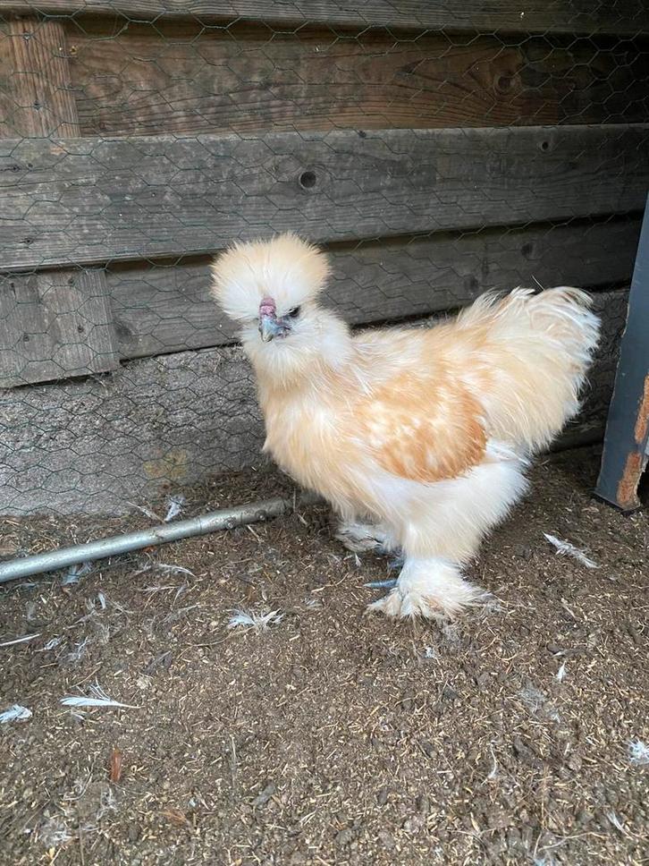 Usa zijdehoen buff haantjes, Dieren en Toebehoren, Pluimvee, Kip, Mannelijk