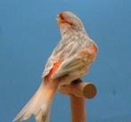 Zwart Opaal Rood Mozaïek, Dieren en Toebehoren, Vogels | Kanaries