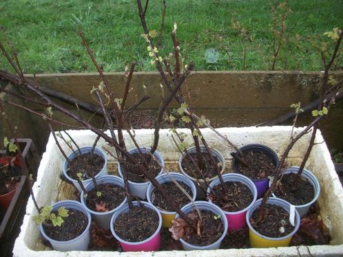 Ribes niger en andere, ook frambozen en bosbessenplanten, Tuin en Terras, Planten | Tuinplanten, Vaste plant, Fruitplanten, Volle zon