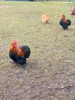 Cochin kriel hanen, Dieren en Toebehoren, Mannelijk, Kip