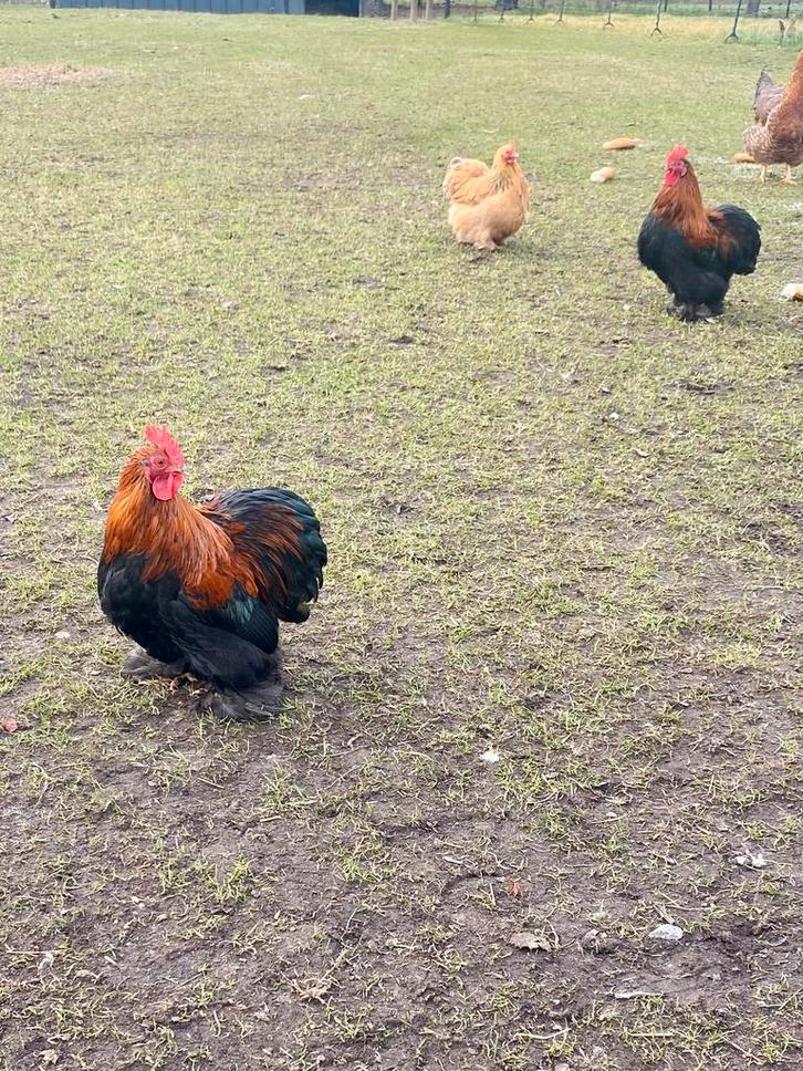 Cochin kriel hanen, Dieren en Toebehoren, Pluimvee, Kip, Mannelijk