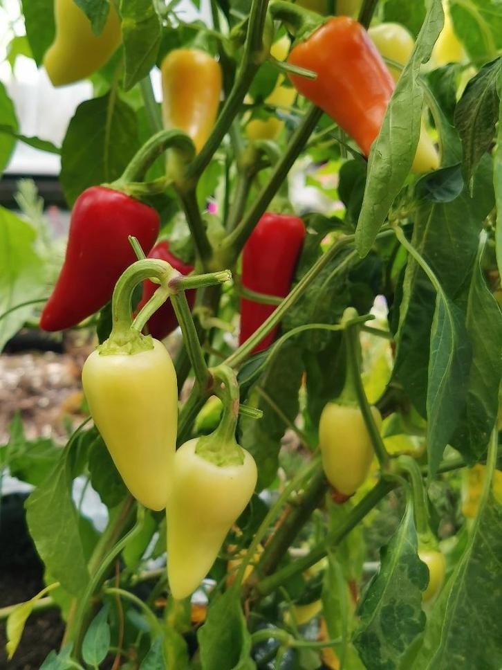 5 graines de piment Caloro - légèrement piquant - biologique, Jardin & Terrasse, Bulbes & Semences, Graine, Printemps, Plein soleil
