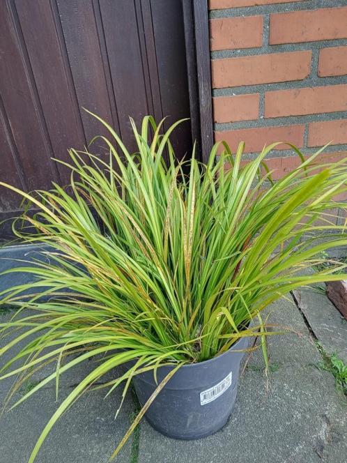 Acorus zoethoutgras, Tuin en Terras, Planten | Tuinplanten, Vaste plant, Overige soorten, Volle zon, Lente, Ophalen