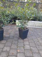 Steeneik, quercus ilex, Tuin en Terras, Ophalen, Vaste plant, Overige soorten