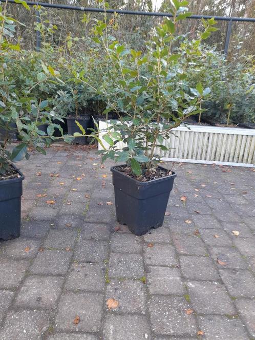 Steeneik, quercus ilex, Tuin en Terras, Planten | Tuinplanten, Vaste plant, Overige soorten, Ophalen