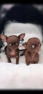 Prachtig chihuahua broertjes., België, Reu, CDV (hondenziekte), 8 tot 15 weken