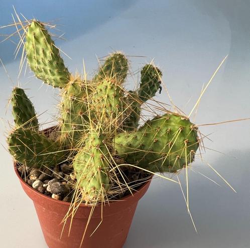 Opuntia Polyacantha Juniperina, Maison & Meubles, Plantes d'intérieur, Cactus, Moins de 100 cm, Plein soleil, Envoi