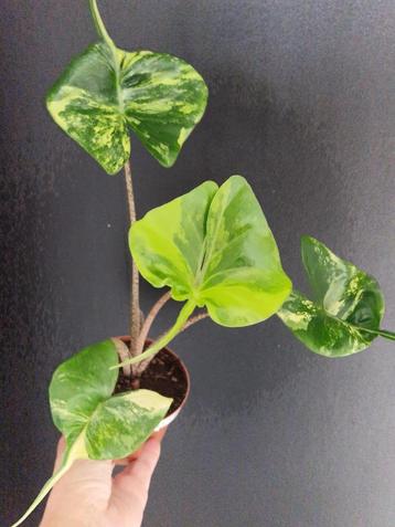 Alocasia Stingray Aurea, Enlèvement ou Envoi