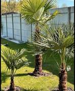 Zaailingen Trachycarpus Fortunei, Tuin en Terras, Ophalen