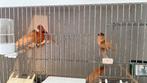 Mozaiek rood met kuif, Dieren en Toebehoren, Vogels | Overige Vogels, Geringd