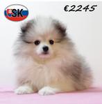 Prachtige Keesjes (teefjes) pups te koop, 15 weken tot 1 jaar, Buitenland, Meerdere, Overige rassen