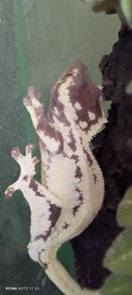 Frapuccino wimpergekko, Dieren en Toebehoren, Ophalen, Nieuw
