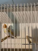 Putter, Dieren en Toebehoren