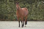 Freiberger - brave 4 jarige ruin, Dieren en Toebehoren, Paarden, Minder dan 160 cm, B, Gechipt, Ruin