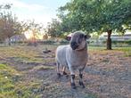 hampshire down ram, Dieren en Toebehoren, Mannelijk, Schaap, 0 tot 2 jaar