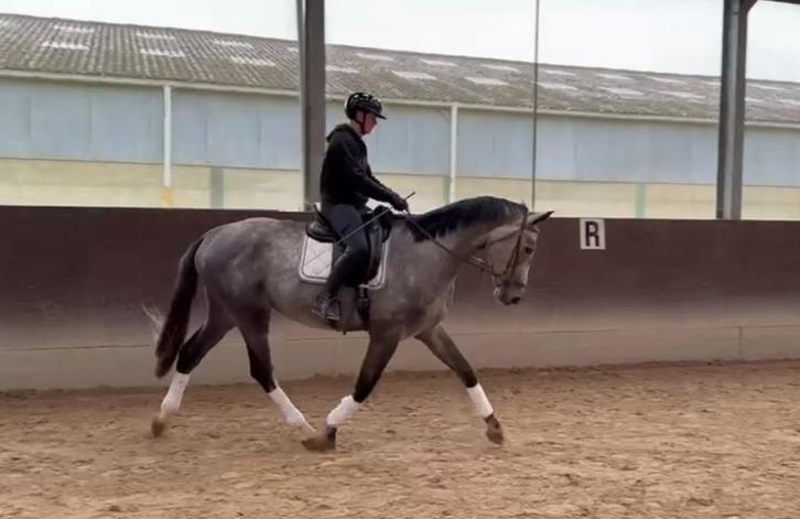 Verschillende beloftevolle jonge dressuurpaarden, Dieren en Toebehoren, Paarden, Ruin, B, 165 tot 170 cm, 3 tot 6 jaar, Dressuurpaard