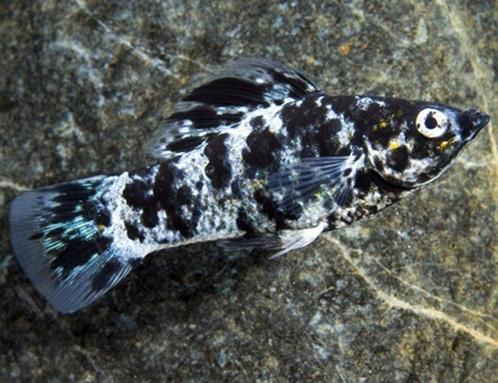 Mooie gezonde Mollyvissen te koop – Dalmatiër & Witte Zeilvi, Dieren en Toebehoren, Vissen | Aquariumvissen, Zoetwatervis, Vis