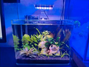 Aquarium 20L met Betta man. Compleet. beschikbaar voor biedingen