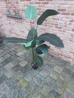 Decoratie plant plastiek, Tuin en Terras, Planten | Tuinplanten, Ophalen