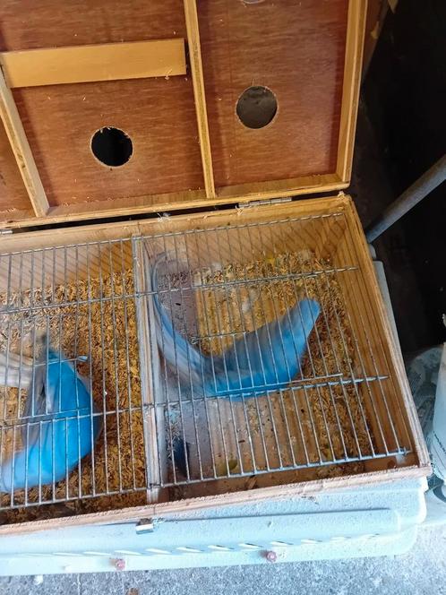 Koppel halsband parkieten, Dieren en Toebehoren, Vogels | Parkieten en Papegaaien, Parkiet, Geringd