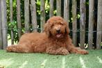 Prachtige medium labradoodle pups (multigen), België, 15 weken tot 1 jaar, Overige rassen, CDV (hondenziekte)