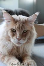 Maine Coon Kittens, Meerdere dieren, Gechipt, 0 tot 2 jaar