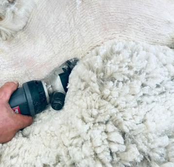 Alpacascheerder - reserveer nu beschikbaar voor biedingen