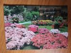Postkaart Belgie Gent Florali Flowers 8831, Verzamelen, Postkaarten | België, Ophalen of Verzenden