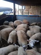 Lot lammeren, Dieren en Toebehoren, Schapen, Geiten en Varkens
