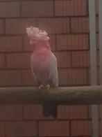0-1 Rose kaketoe 2017., Animaux & Accessoires, Oiseaux | Perruches & Perroquets, Femelle, Perroquet, Bagué