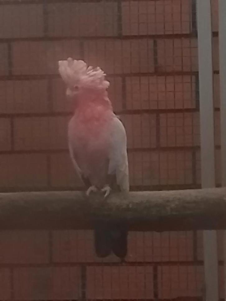 0-1 Rose kaketoe 2017., Dieren en Toebehoren, Vogels | Parkieten en Papegaaien, Papegaai, Vrouwelijk, Geringd