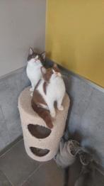 BRITSE KORTHAAR KITTENS MET STAMBOOM, Dieren en Toebehoren, Katten en Kittens | Raskatten | Korthaar, Gechipt, 0 tot 2 jaar
