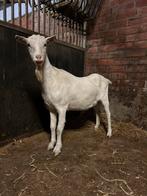 Geit, Dieren en Toebehoren, Schapen, Geiten en Varkens, Geit