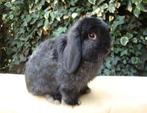 Nederlands hangoor konijn vrouwtje, Dieren en Toebehoren, Konijnen, Hangoor