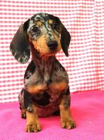 Superleuke Teckel pups!, Dieren en Toebehoren, 15 weken tot 1 jaar, CDV (hondenziekte), Dwerg, Meerdere