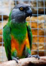 Youyou de sinégal., Antiek en Kunst, Antiek | Woonaccessoires, Ophalen of Verzenden