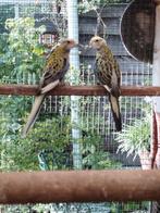 Rosella, Dieren en Toebehoren