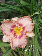 Hemerocallis CAROL TODD, Ophalen of Verzenden