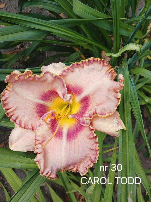 Hemerocallis CAROL TODD, Tuin en Terras, Planten | Tuinplanten, Ophalen of Verzenden