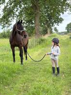 Wandelpaard/weidepaardje, Dieren en Toebehoren, Paarden, Merrie, Gechipt, Niet van toepassing, 11 jaar of ouder