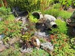 Rotsplantjes en bodembedekkers, Tuin en Terras, Planten | Tuinplanten, Ophalen, Vaste plant, Bodembedekkers